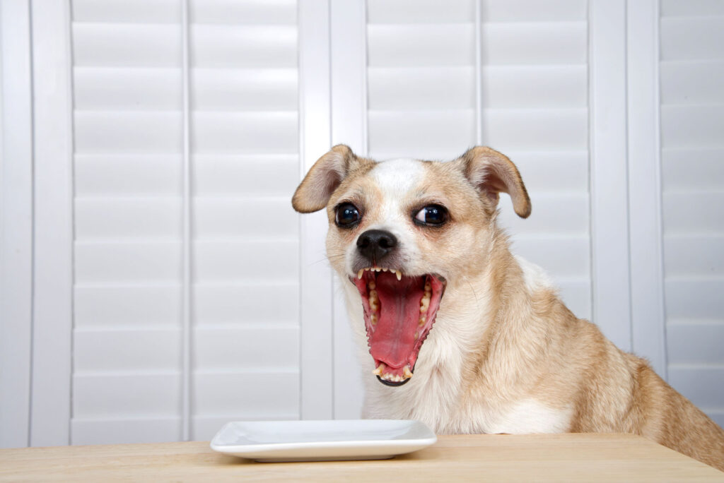 a chihuahua with floppy ears is yawning with its mouth open wide. he is sitting in a chair at the table with a plate in front of him