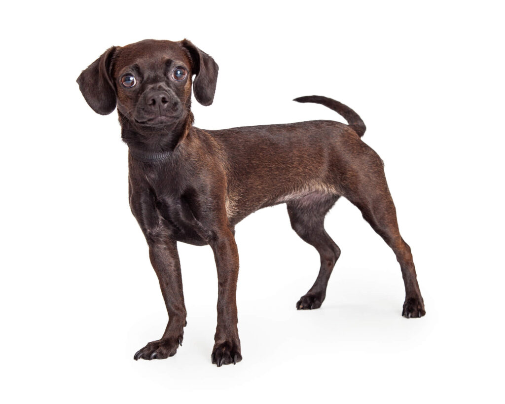 a chocolate brown chihuahua beagle mix standing up with floppy ears