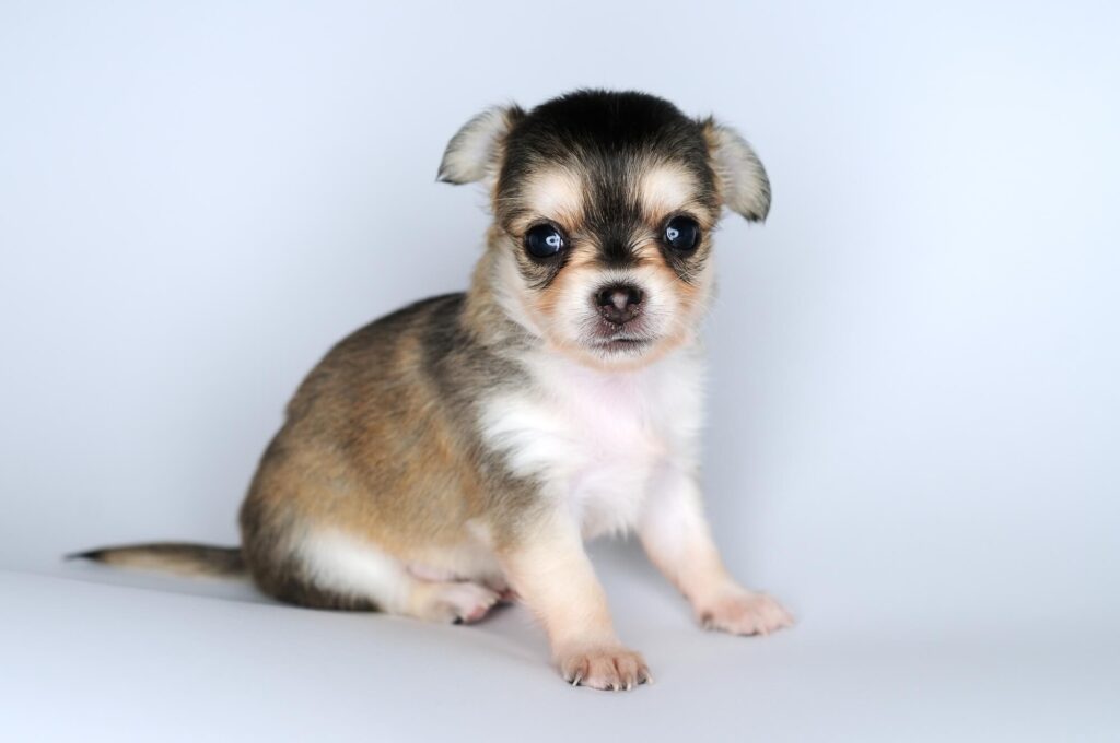 a tiny chihuahua puppy with floppy ears looking into the camera with a white background