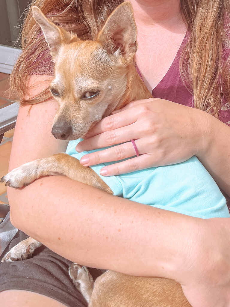 a tan chihuahua wearing a teal shirt is giving the side eye while being held in a woman's lap