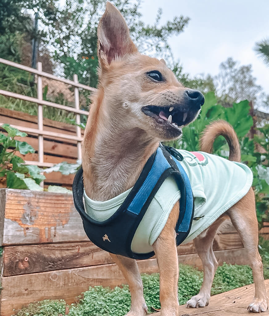 a tan chihuahua wearing a light green shirt and blue harness is standing on a wooden beam and bearing its teeth