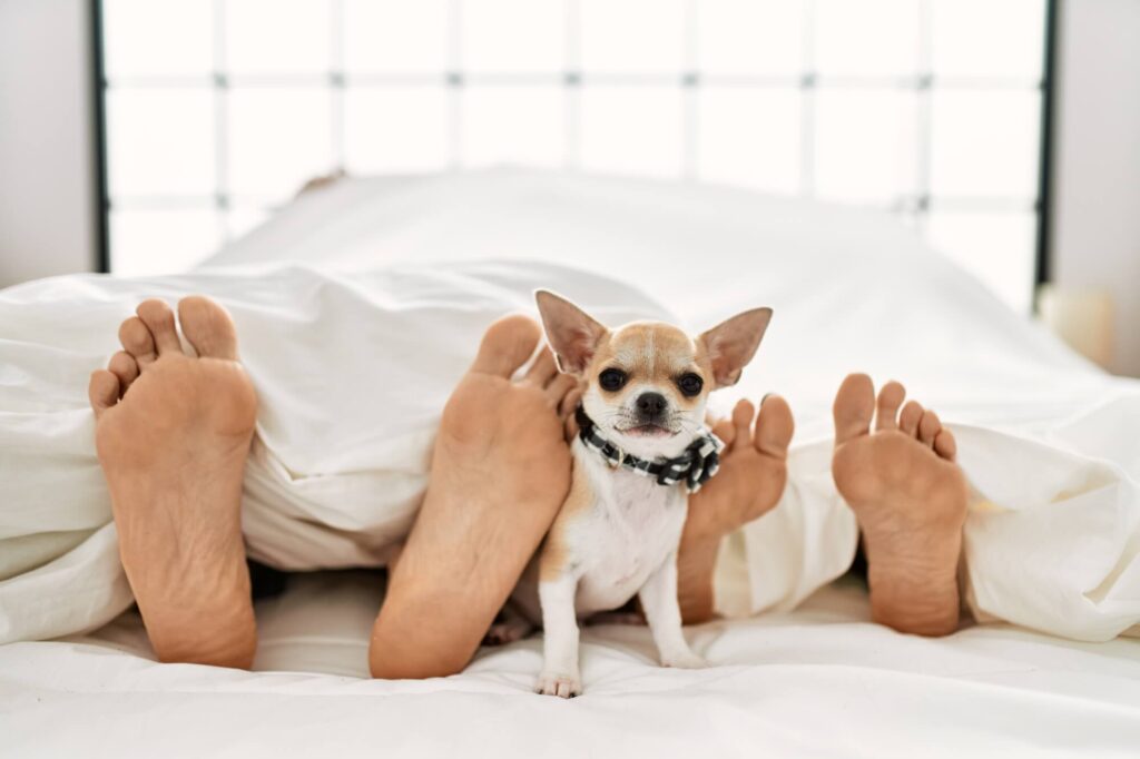 a chihuahua is under the covers with two people's feet sticking out