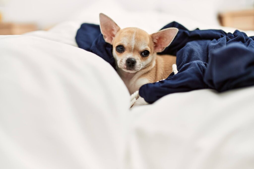 a tan chihuahua is resting on a bed with a blue blanket