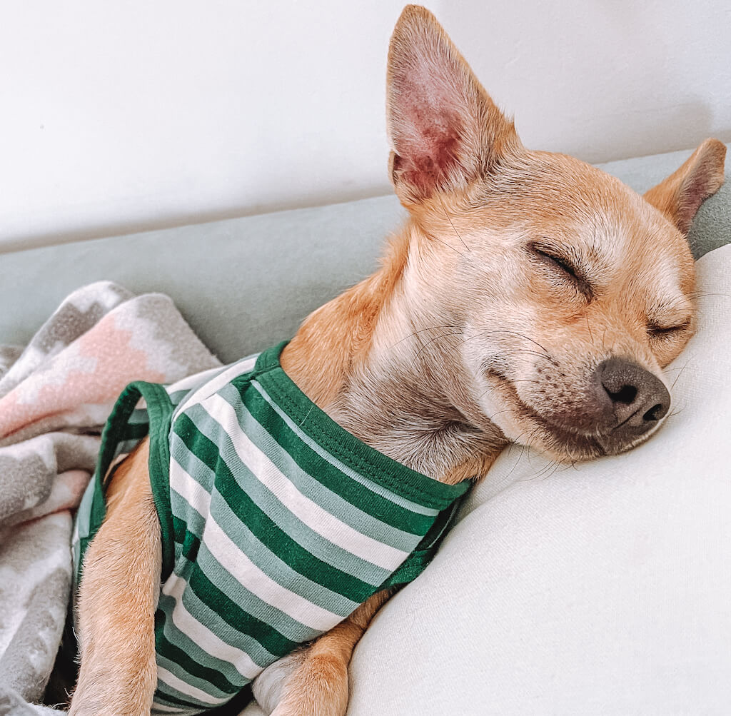 a tan chihuahua is sleeping on the couch wearing a green striped shirt