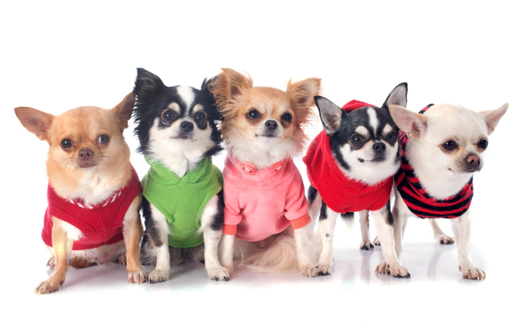 5 chihuahuas in a row wearing different colored sweaters