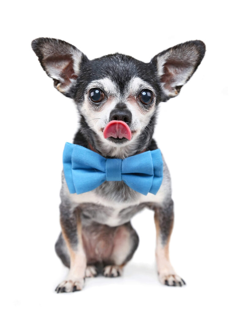 a black and white chihuahua is licking its nose and wearing a blue bowtie
