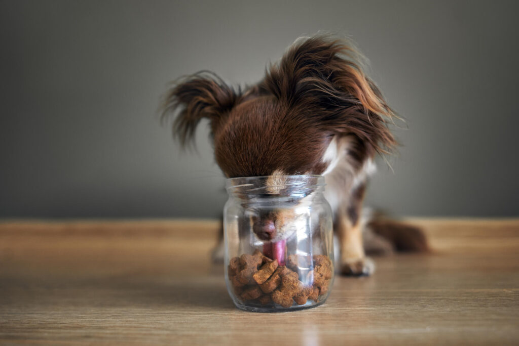 a brown long haired chihuahua is sticking his face into a glass jar of treats
