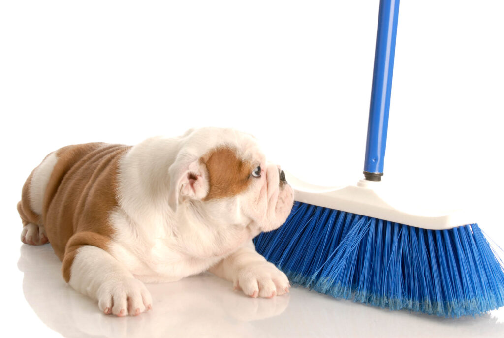 a bull dog is scared of the broom. He is lying next to a blue broom staring at it wearily