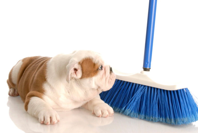 12 Surprising Reasons Why Dogs are Scared of Brooms