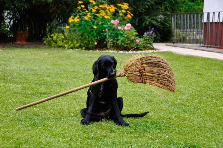 12 Surprising Reasons Why Dogs are Scared of Brooms