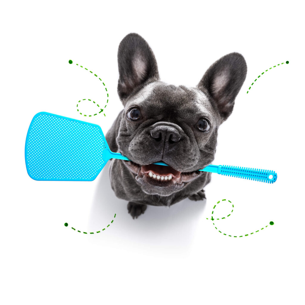 a black french bulldog is holding a fly swatter in his mouth contemplating why are dogs afraid of flies