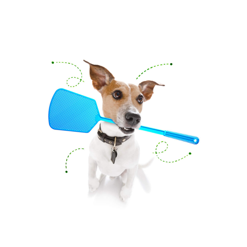 a jack Russel terrier is holding a blue fly swatter in his mouth
