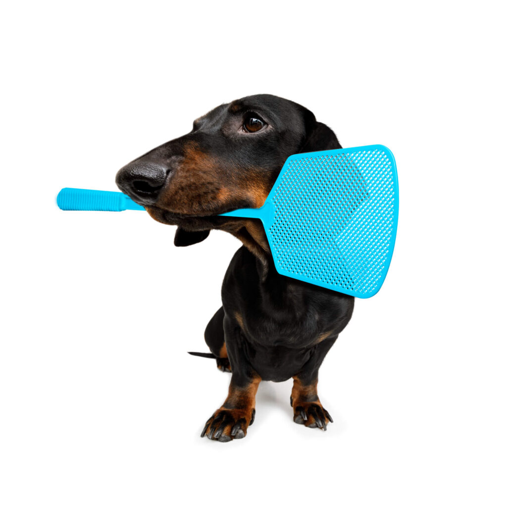 a black dachshund is holding a blue fly swatter in his mouth 