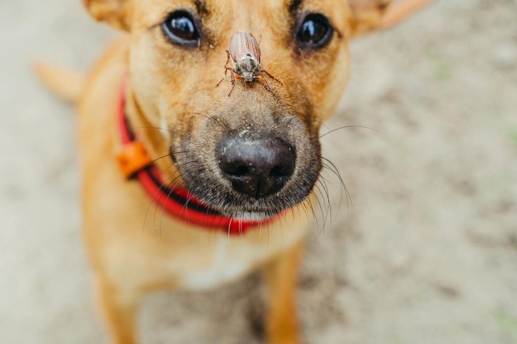 a tan dog wearing a red collar is staring at a fly on his nose