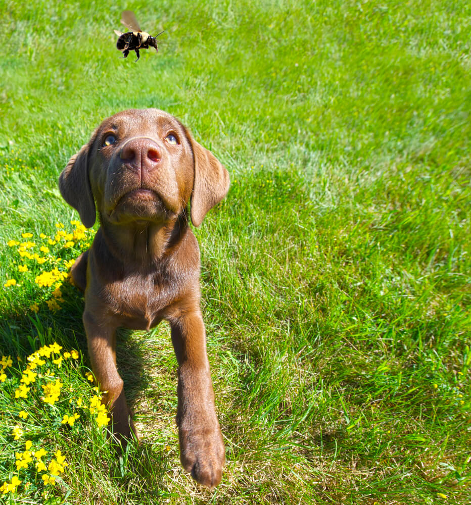 a brown puppy is laying in the grass staring at a bee fly by