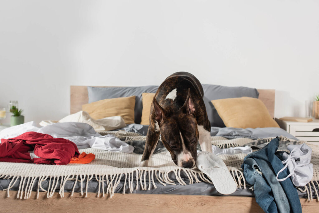 dog licks a blanket on a bed