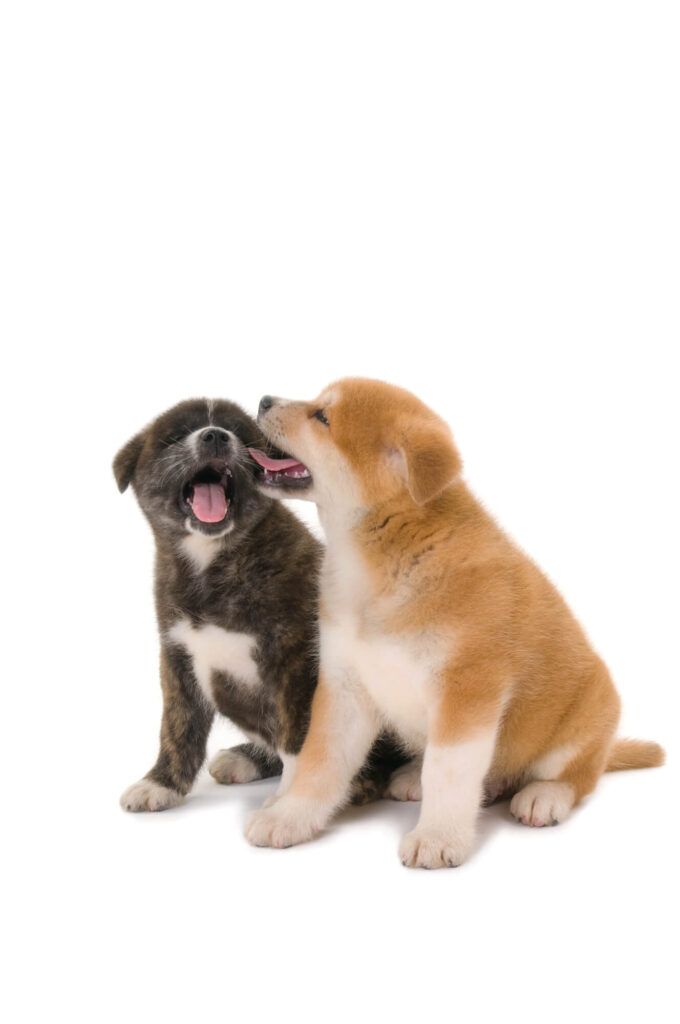 two dogs are licking each other's eyes