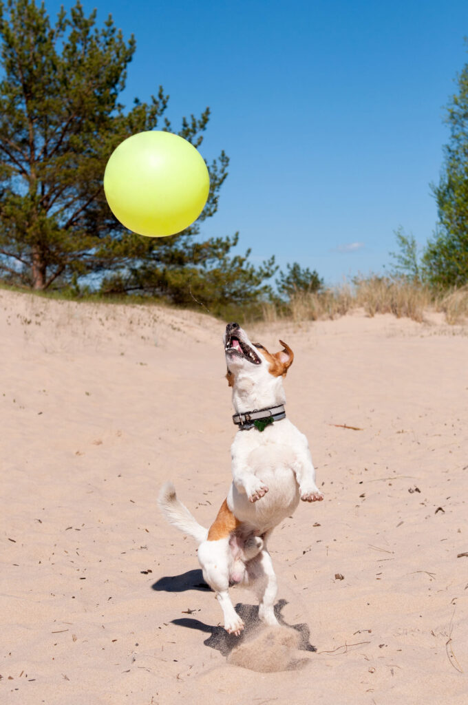 a dog is at the beach jumping at a yellow balloon