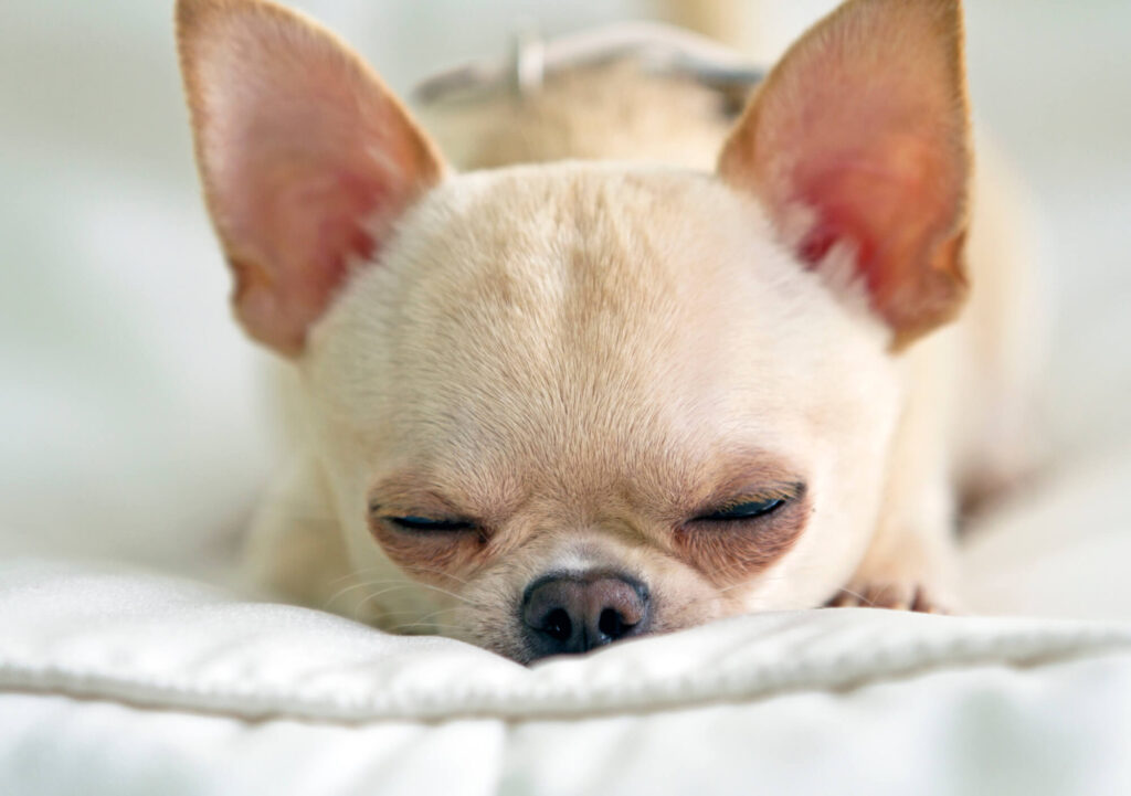 a white apple head chihuahua is sleeping and snoring