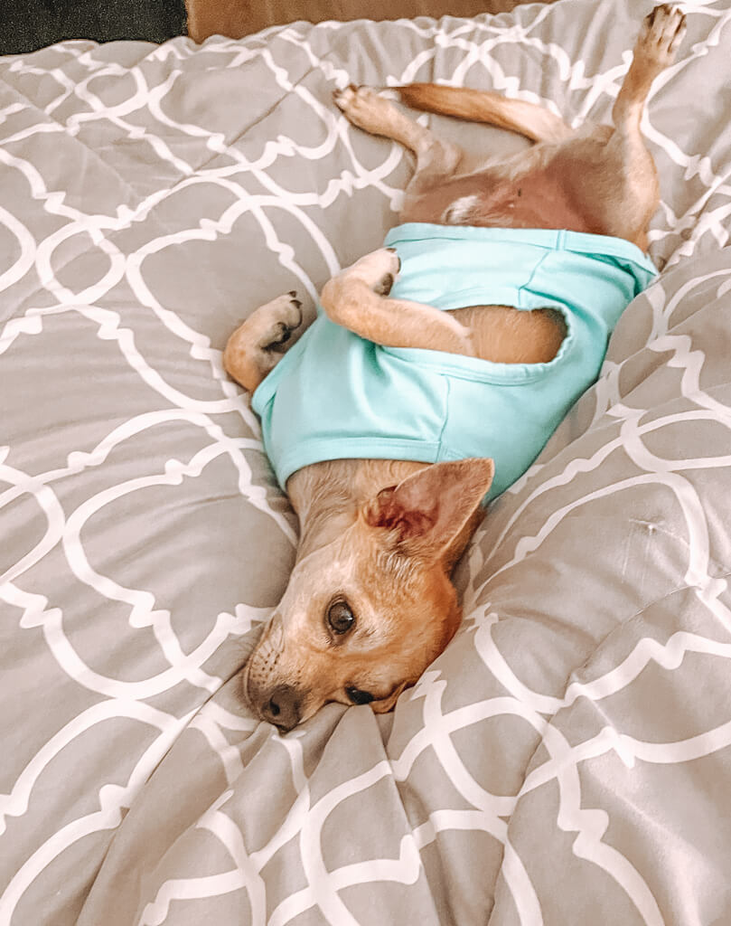 a tan chihuahua wearing a teal shirt is lying upside down on a bed