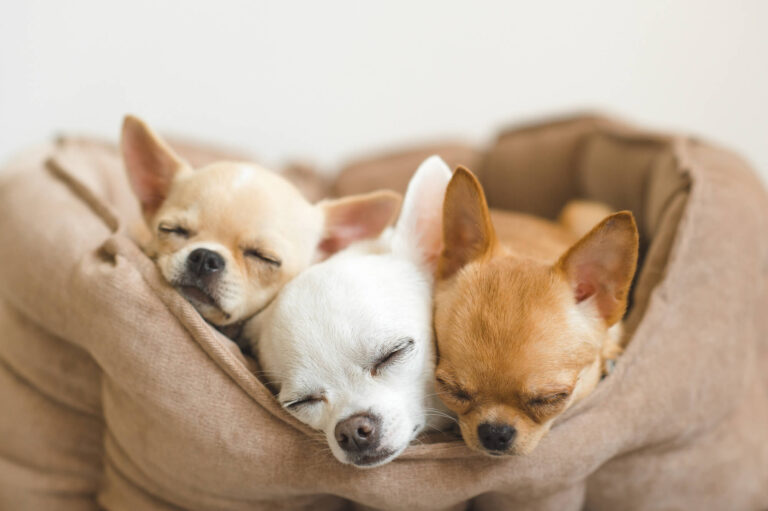 Is Chihuahua Snoring Normal? Discover the Truth + 8 Tips