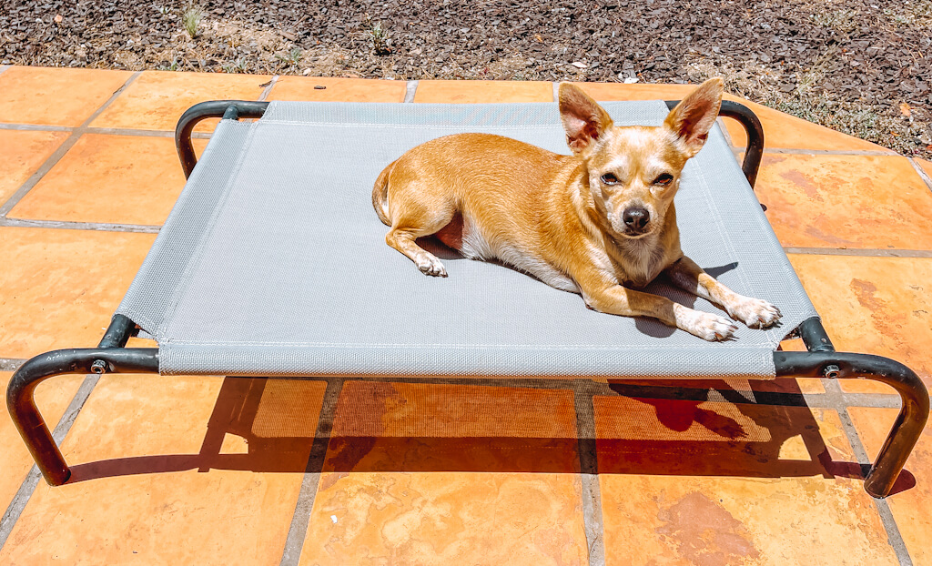 a tan chihuahua is lying on a gray elevated bed outside on a patio