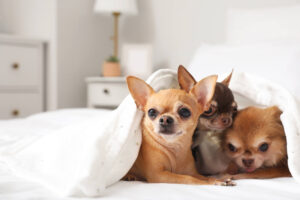 Is Chihuahua Snoring Normal? Discover the Truth + 8 Tips