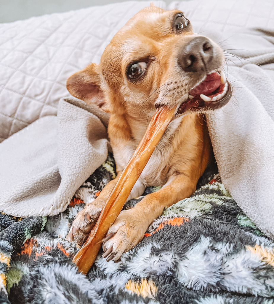 a tan chihuahua is chewing a bully stick