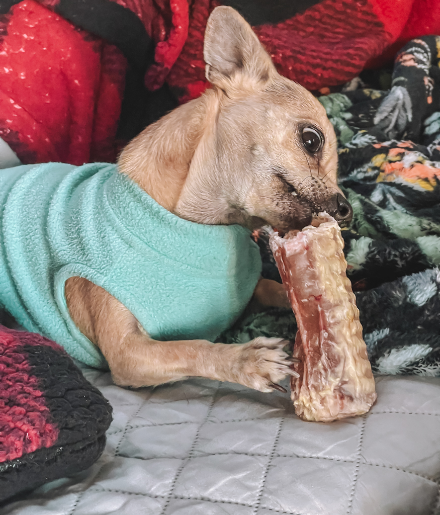 a tan chihuahua wearing a blue fleece is chewing a trachea, one of the best chews for chihuahuas