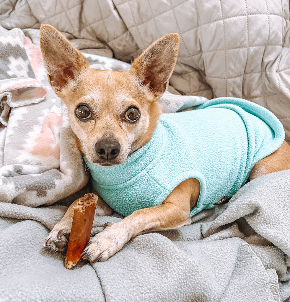 a tan chihuahua wearing a blue fleece is staring into the camera with a chew held in between his paws