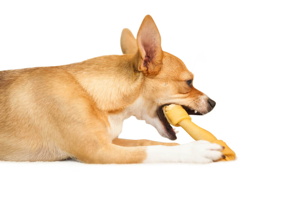 a tan chihuahua is chewing on a bone holding it with his front paws
