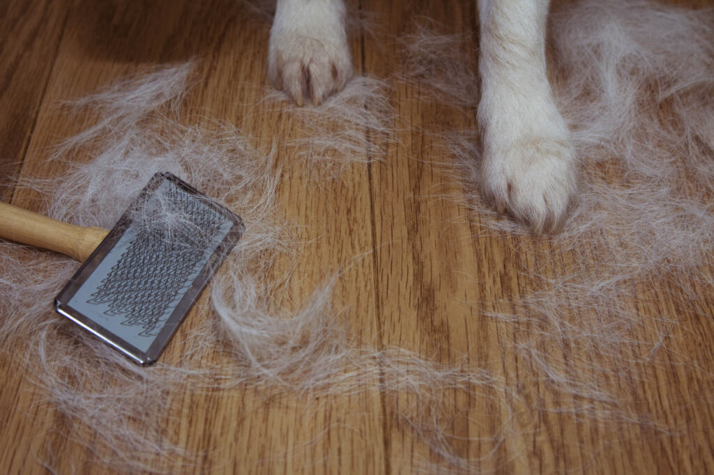 a chihuahua's paws with a deshedding brush on the ground and lots of fur because chihuahuas shed a lot