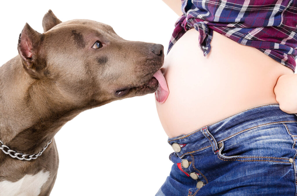 a dog is licking the belly button of a pregnant woman