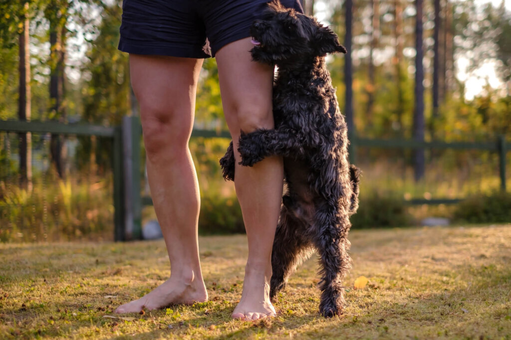 a medium-sized dark dog has his paws wrapped around a lady's leg