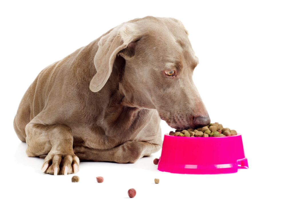 a grayish brown dog lays down to eat food from a pink bowl