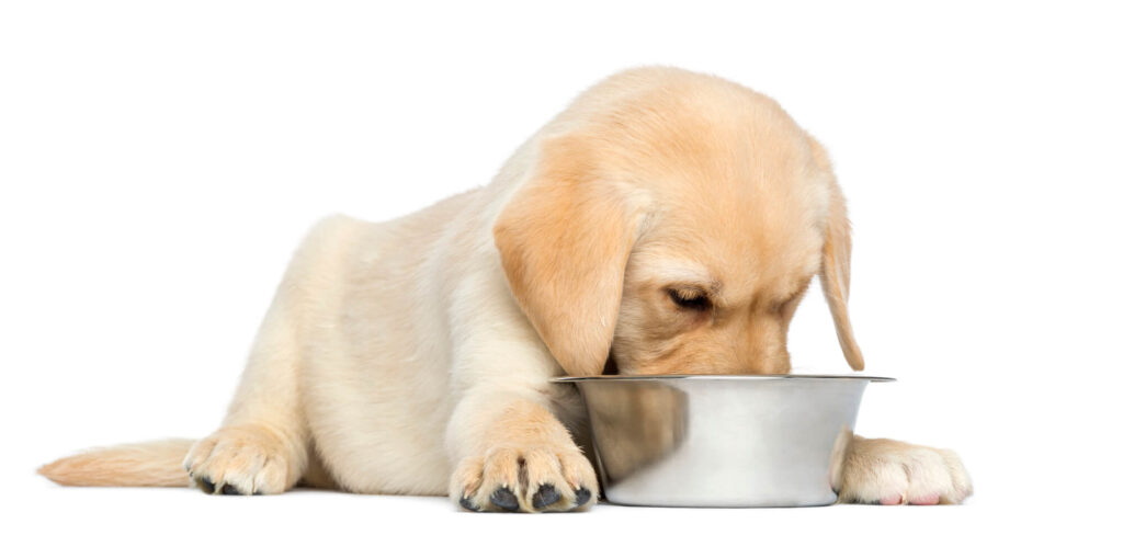 a white lab puppy lays down to eat food from a stainless steel bowl