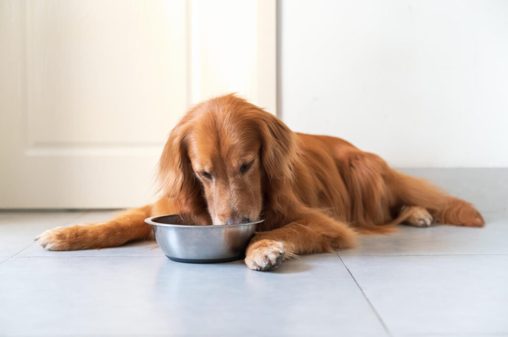 a golden retriever dog is lying down eating food from a stainless steel bowl