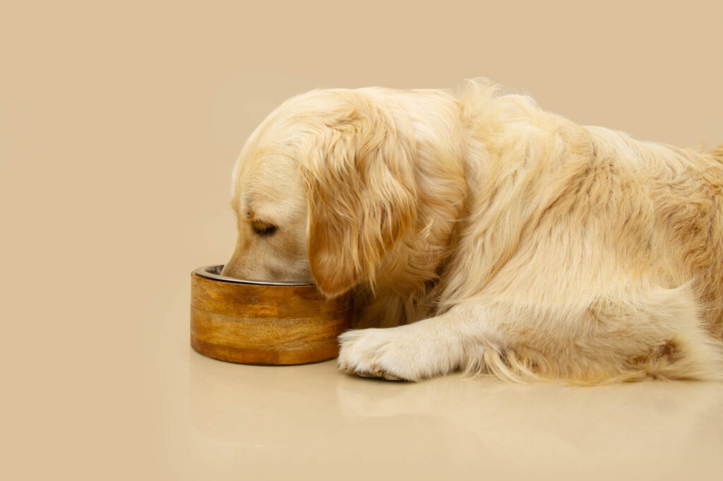 a light golden retriever dog lays down to eat food from a wooden bowl