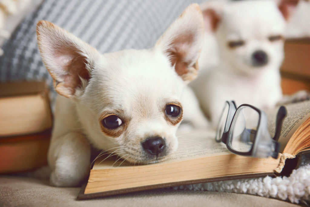 a white chihuahua puppy is laying its head on an open book with folded glasses on the book. another white chihuahua is in the background out of focus