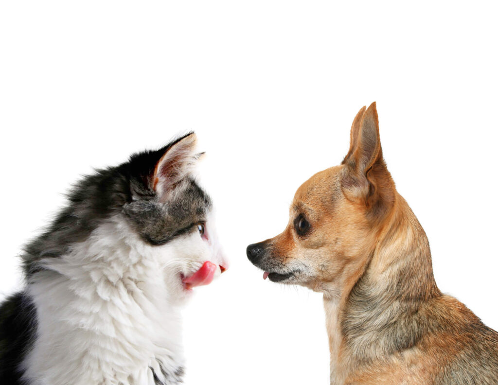 a black and white cat and a tan chihuahua are staring face to face. the cat is licking his lips