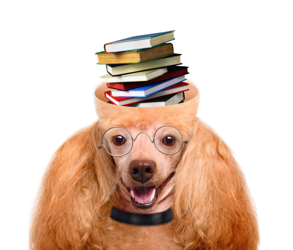 a tan poodle is wearing wire glasses and has books coming out the top of its head