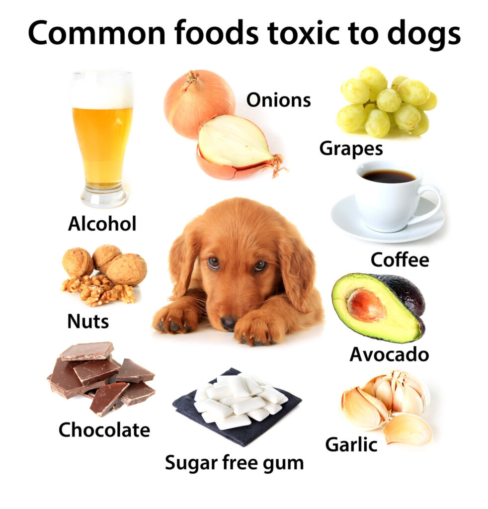 a diagram with a dog in the middle and surrounding it are common foods toxic to dogs