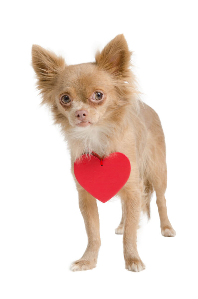 a tan long haired chihuahua is standing with a red paper heart hanging around its neck