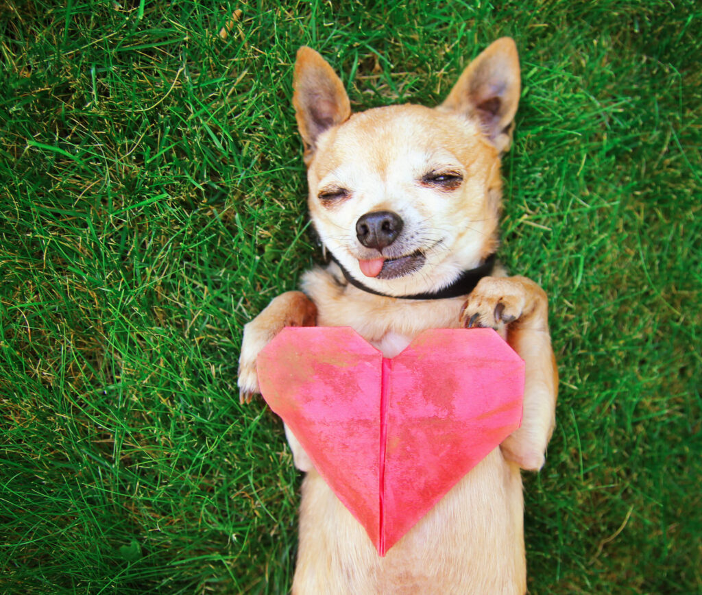 a tan chihuahua is lying on its back in the grass with his tongue out and a red paper heart on its chest
