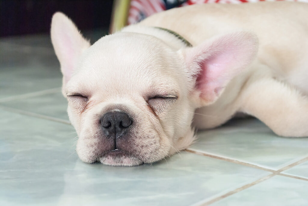 a white french bulldog is lying on a tile floor