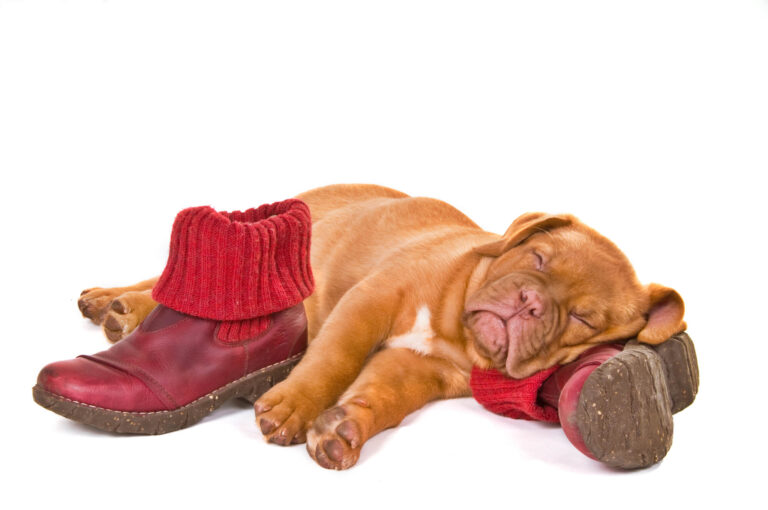 Why Does My Dog Sleep on My Shoes? (12 Reasons) 