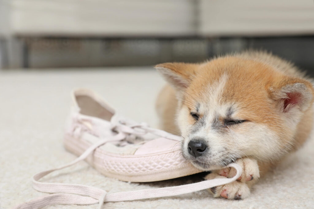 a shiba inu is sleeping on a pink shoe with long laces