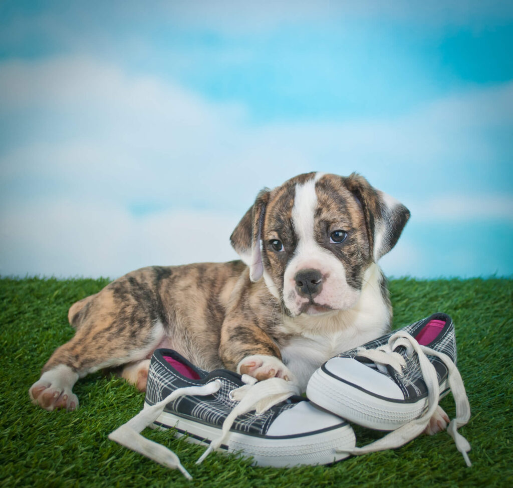 a puppy is lying on a pair of sneakers in the grass