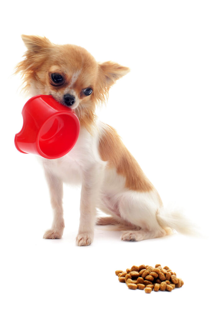 a long haired tan and white chihuahua has a red scooper in his mouth and is staring at a pile of kibble