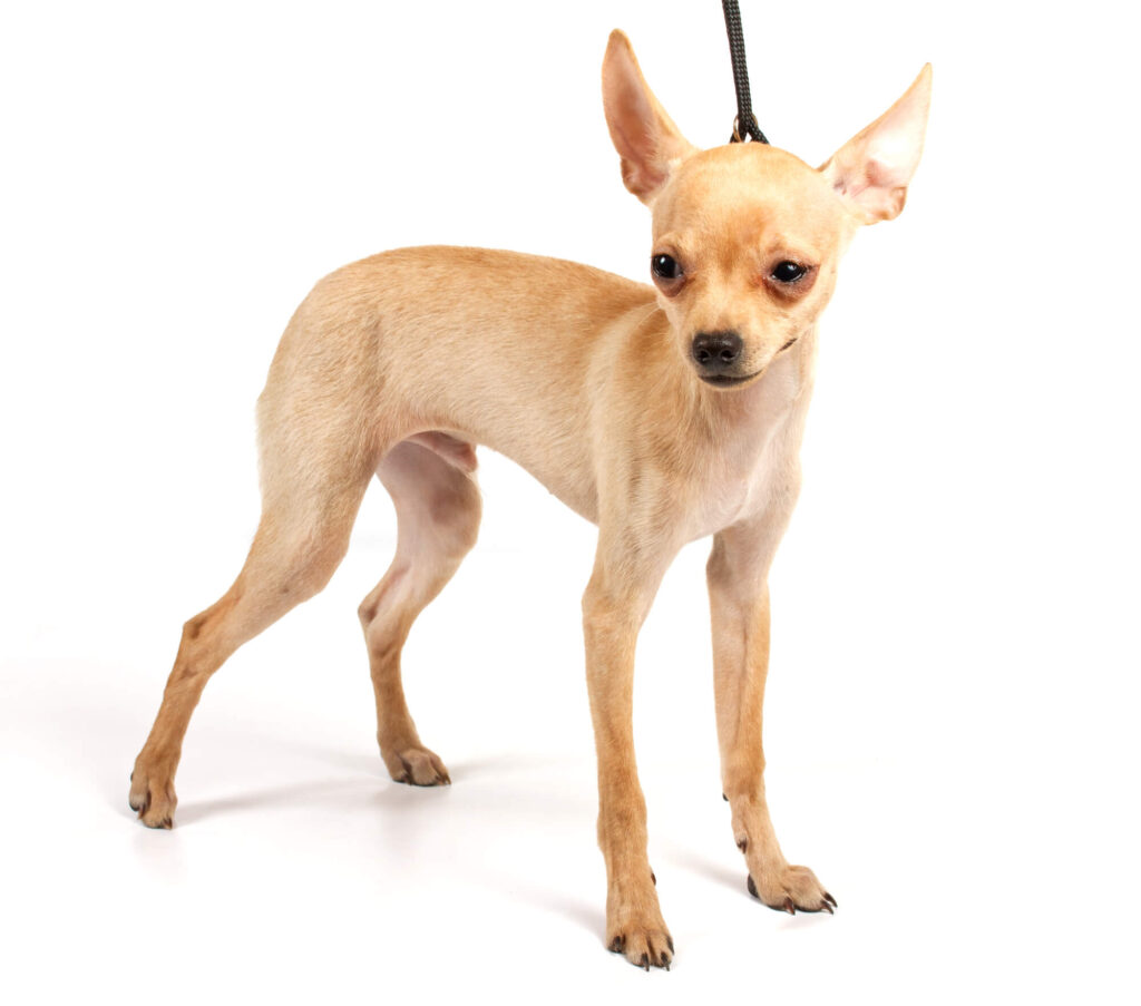 a skinny tan chihuahua standing with a white background